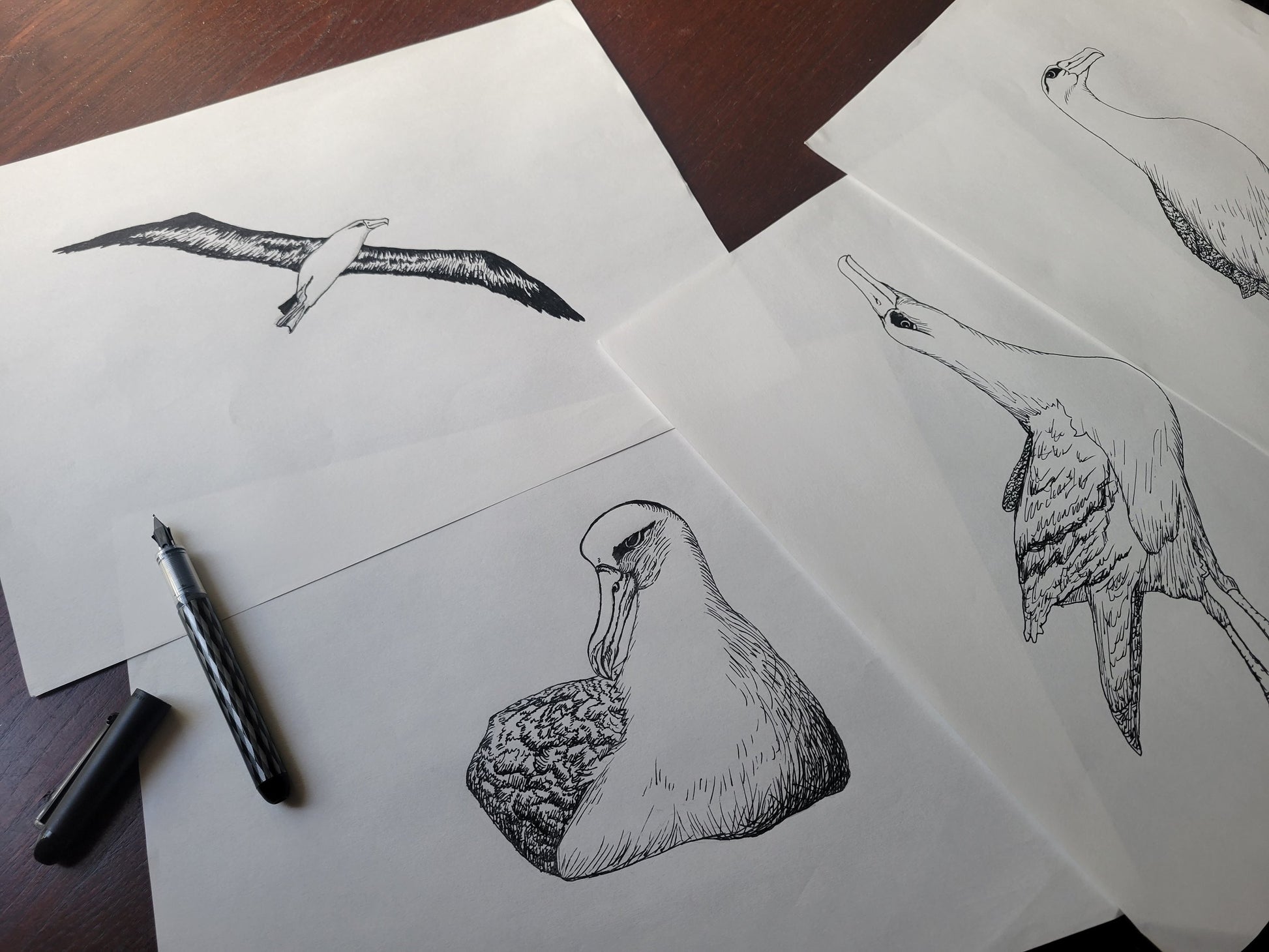 Hawaiian albatross hand-drawn designer prints for aloha wear