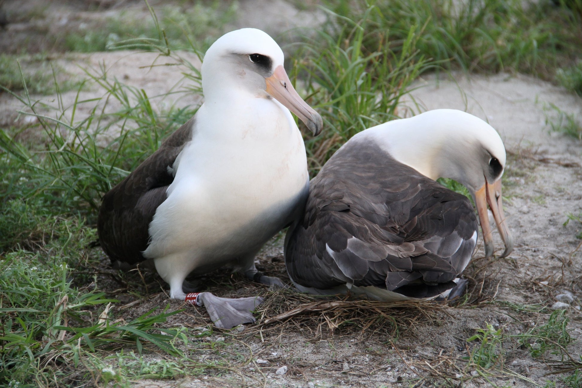 Hawaiian albatross inspire David Shepard Hawaii's prints
